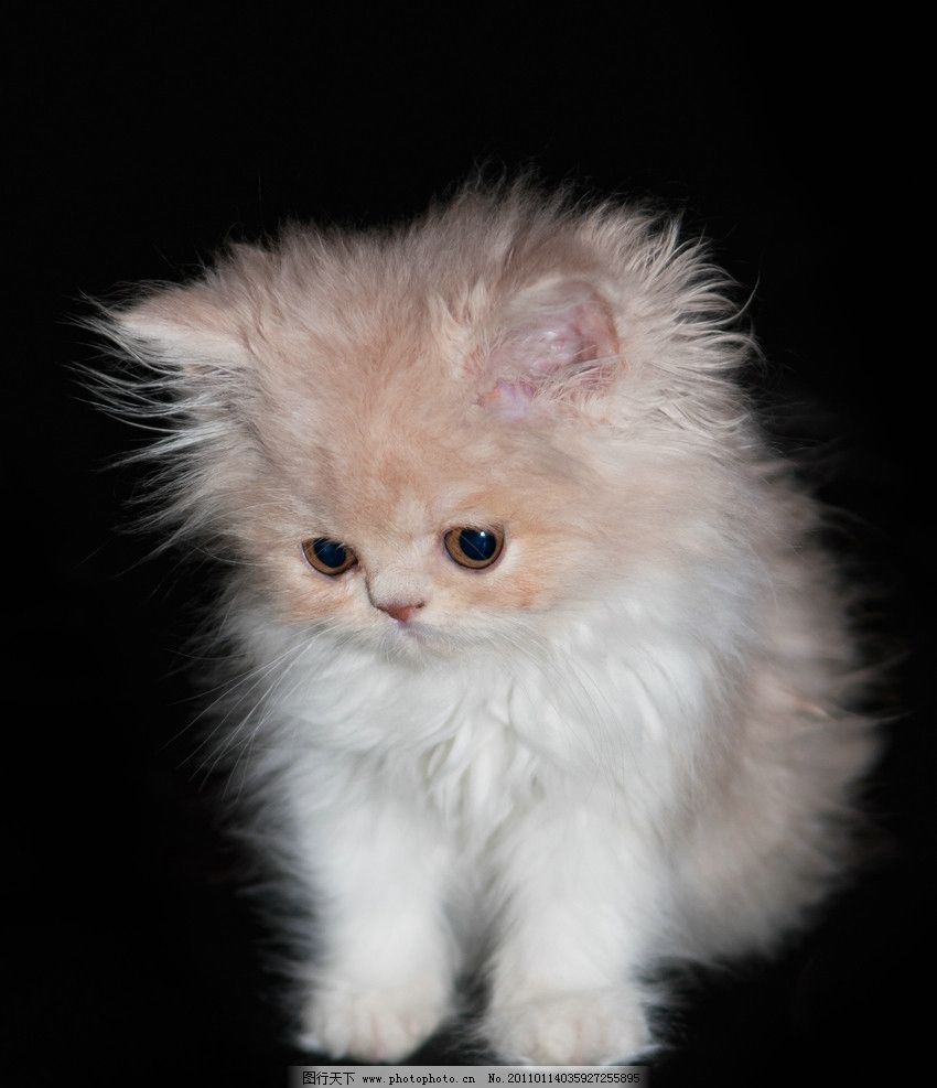 猫应激有什么原因 —— 揭秘猫咪的内心世界